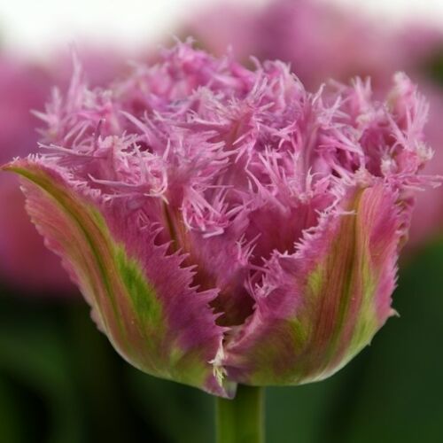 Teltvirágú, rojtos szélű Tulipán - NEWCASTLE