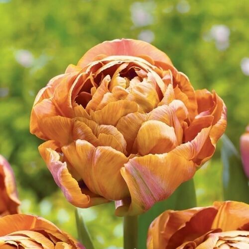 Teltvirágú Tulipán - GARDEN FLEVOR