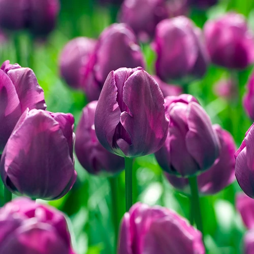 Triumph Tulipán - NEGRITA