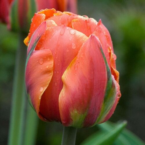 Teltvirágú Tulipán - QUEENSDAY