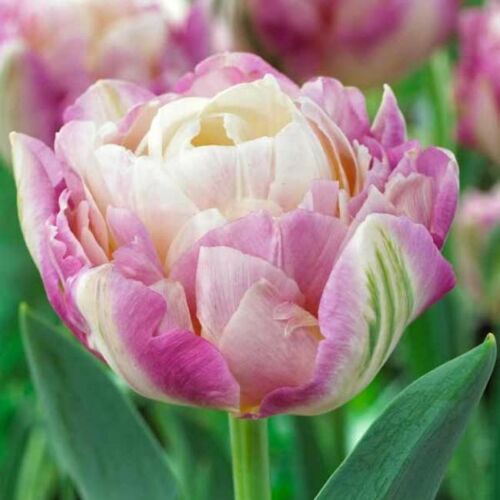 Teltvirágú Tulipán - SWEET DESIRE