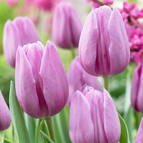 Triumph Tulipán - VIOLET BEAUTY