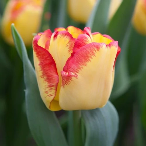 Triumph Tulipán - CAPE TOWN