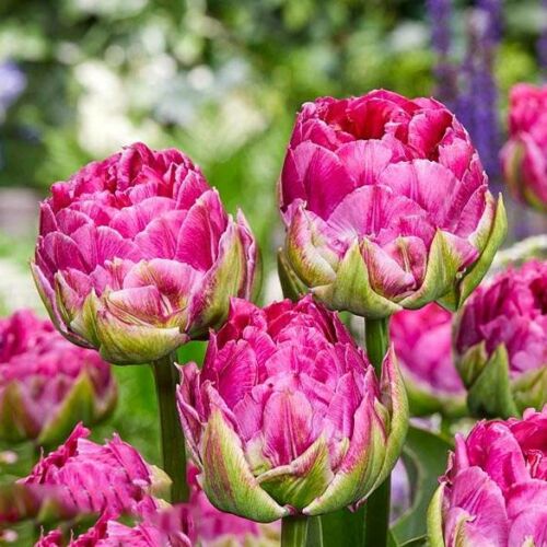 Teltvirágú Tulipán - WICKED IN PINK
