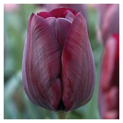 Triumph Tulipán - RONALDO