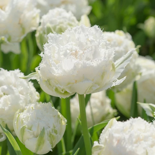 Rojtos szélű, teltvirágú Tulipán -  SNOW CRYSTAL