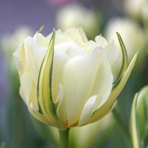 Tulipán - EXOTIC EMPEROR