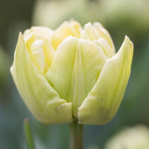 Teltvirágú Tulipán - VERONA