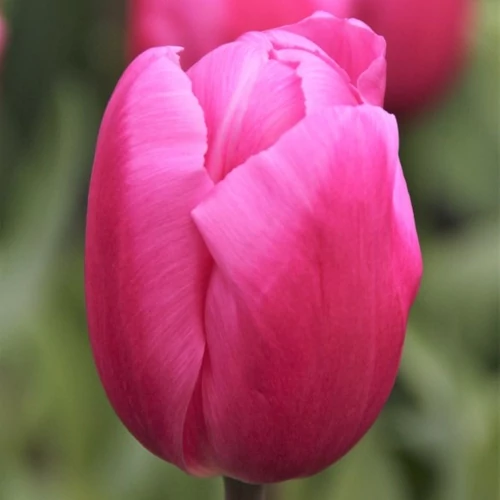 Óriás Tulipán - JUMBO PINK