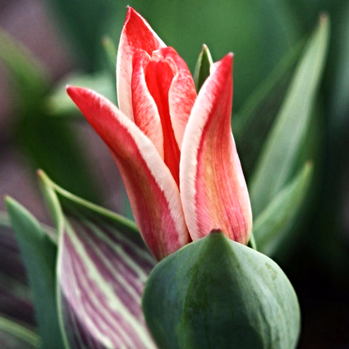 Törpe tulipán - PINOCCHIO