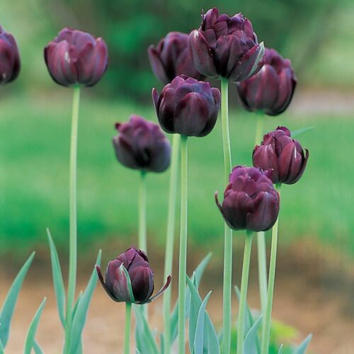 Teltvirágú Tulipán - BLACK HERO