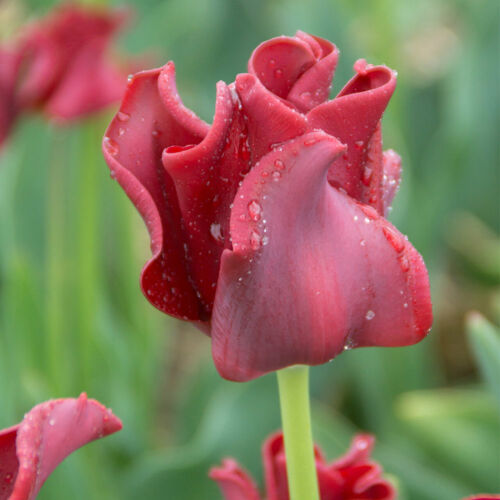 Különleges Tulipán - RED DRESS