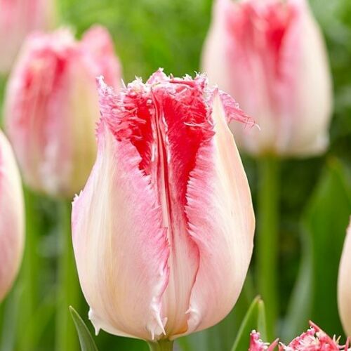 Rojtos szélű Tulipán - SWEETS PARADISE