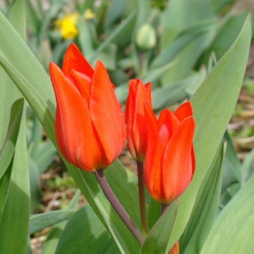 Botanikai Tulipán - VAN TUBERGEN'S VARIETY