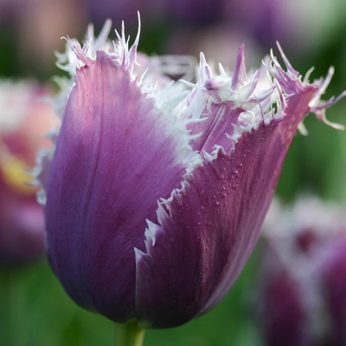 Rojtos szélű Tulipán - CUMMINS