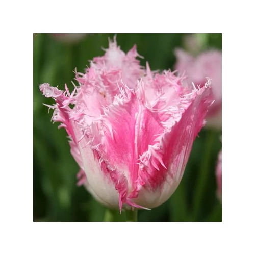 Rojtos szélű Tulipán - FANCY FRILLS