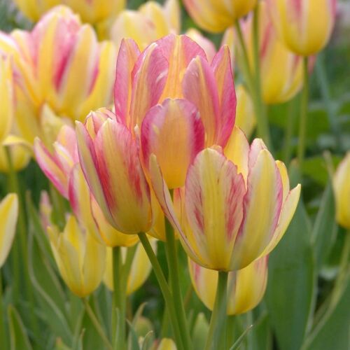 Sokvirágú Tulipán - ANTOINETTE