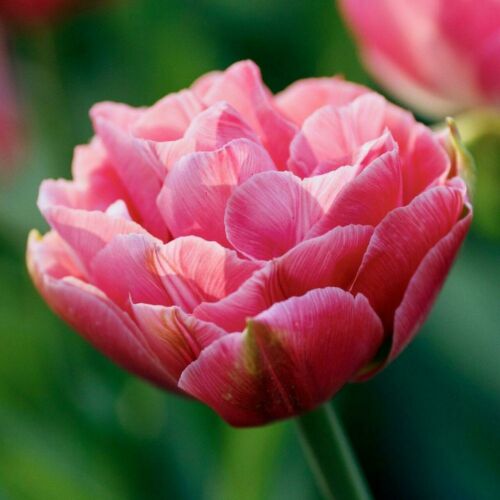 Teltvirágú Tulipán - AVEYRON