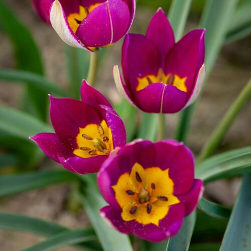 Botanikai Tulipán - PERSIAN PEARL