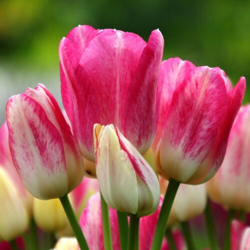 Sokvirágú Tulipán - CANDY CLUB