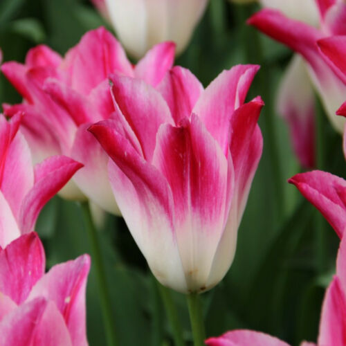 Liliomvirágú Tulipán - WHISPERING DREAM