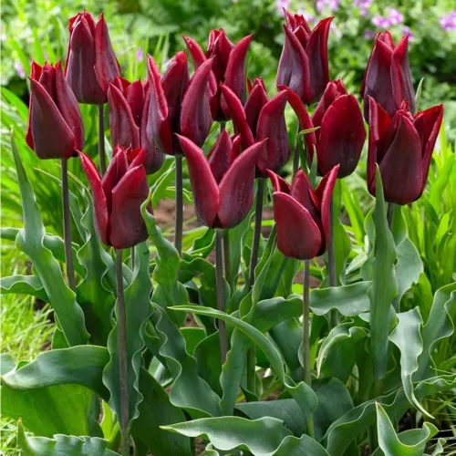 Liliomvirágú Tulipán - LASTING LOVE