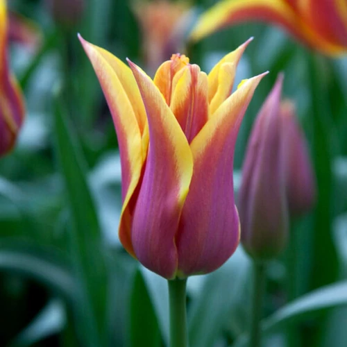 Liliomvirágú Tulipán - SONNET