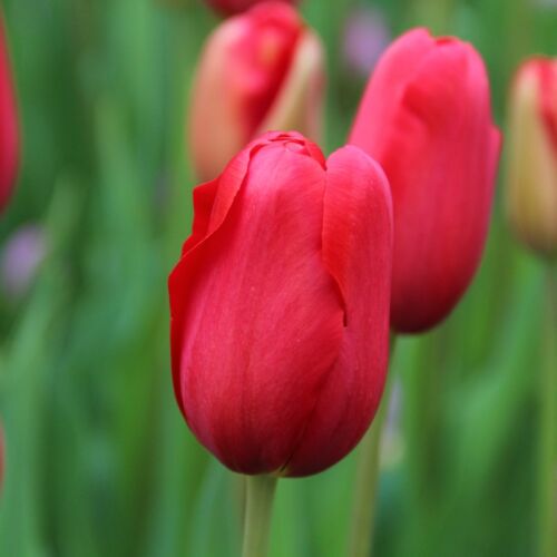 Óriás Tulipán - HIGH SCARLET