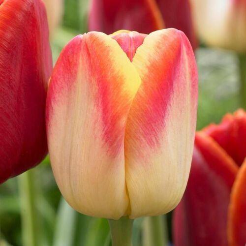 Tulipán - CANDY CORNER