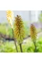 Fáklyaliliom (Kniphofia) - MINISTER VERSCHUUR