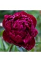 Bazsarózsa (paeonia) - Peter Brand