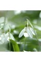 Hóvirág - GALANTHUS SPEC.