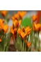 Krókusz - ORANGE MONARCH