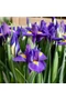 Holland nőszirom - PURPLE SENSATION