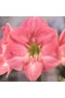 Amaryllis - SUSAN