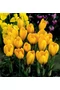 Nagyvirágú Krókusz - GOLDEN YELLOW