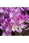 Kikerics (COLCHICUM) - LILAC WONDER