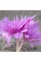 Kikerics (COLCHICUM) - WATERLILY