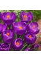 Nagyvirágú Krókusz - FLOWER RECORD