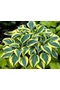 Árnyékliliom (Hosta) - Autumn Frost