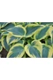 Árnyékliliom (Hosta) - Ben Vernooij
