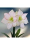 Amaryllis - PICOTEE