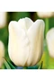 Kései virágzású Tulipán - CITY OF VANCOUVER