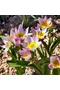 Botanikai Tulipán - SAXATILIS