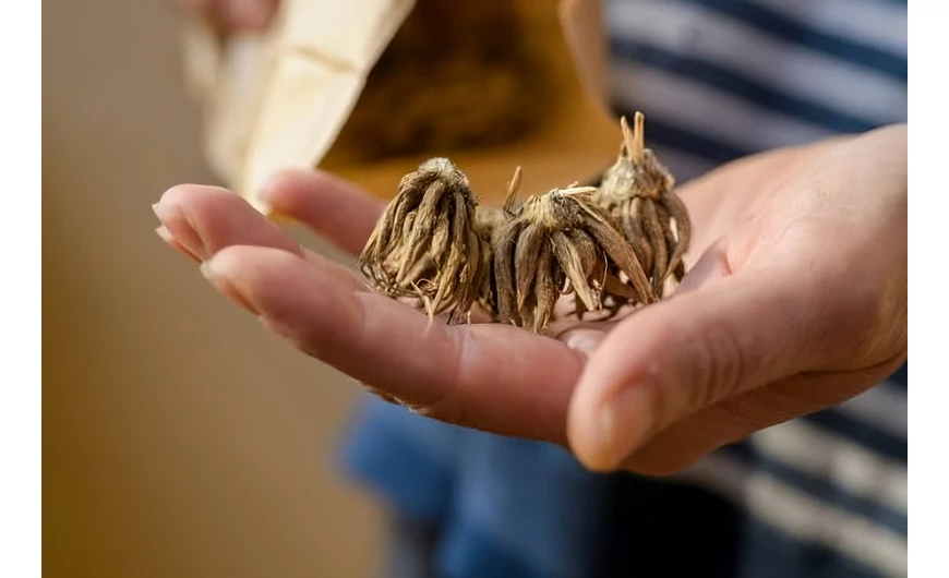 Boglárka (Ranunculus) ültetése és gondozása