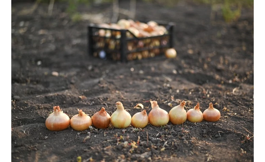 Hová ültessük a tulipánokat? Milyen helyet, talajt és mennyi napfényt igényelnek?