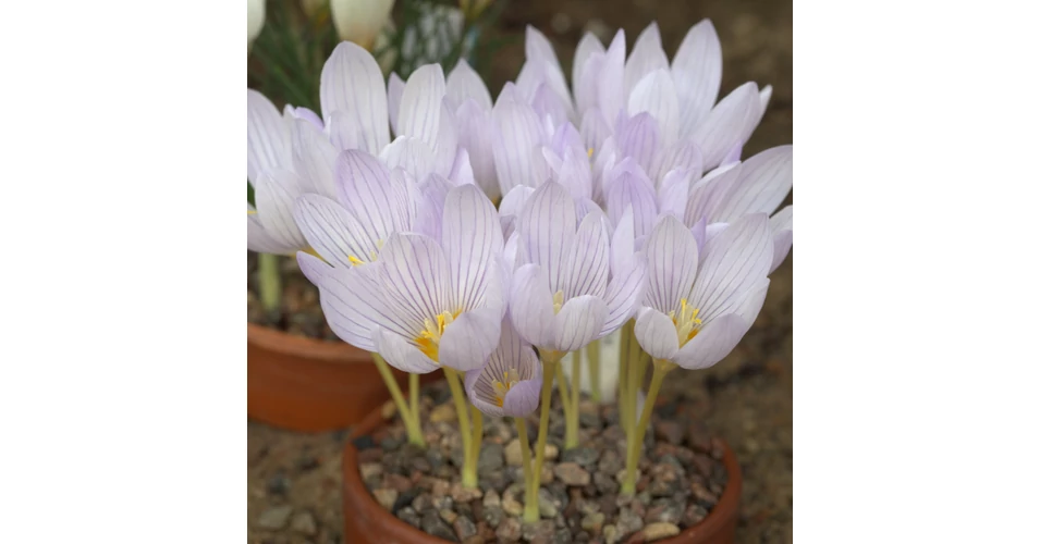 Bulbi di alta qualità di Crocus Yalta Dimensioni: calibro cm 5/7